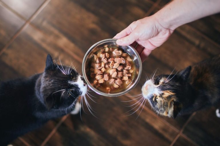 Comment nourrir un chat avec des aliments crus ou des croquettes ?
